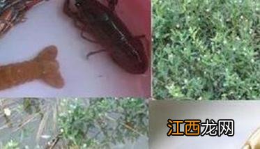 小龙虾脱壳是怎么回事 小龙虾脱壳是怎么回事,又不怎动了