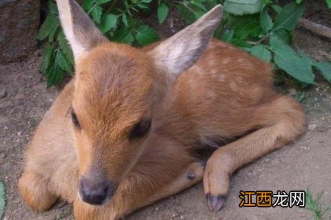 狍子养殖基地 狍子养殖大户在哪里