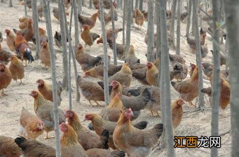 麻鸡能长多少斤 麻鸡能长多重