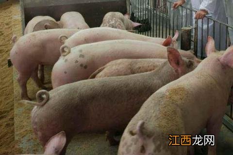 发酵床养猪是骗局吗 发酵床养猪成本高吗