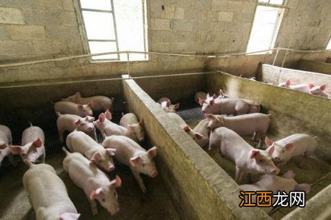 猪圈可以养牛吗 养猪的圈舍适合养牛吗