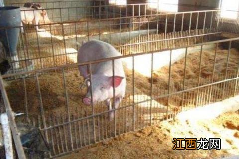 养猪设备一套要多少钱 养猪场设备一套要多少钱?