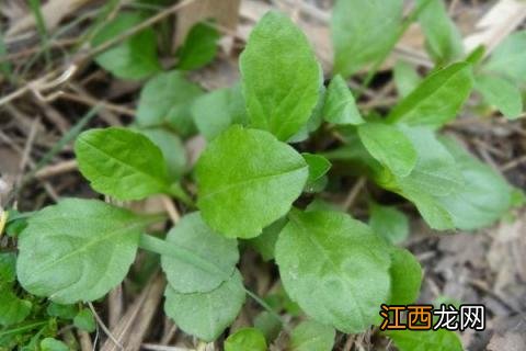 马兰头是什么野菜马兰头我们叫鞋菊 马兰头是什么野菜