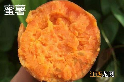 蜜薯和红薯一样吗 蜜薯和红薯的区别是什么