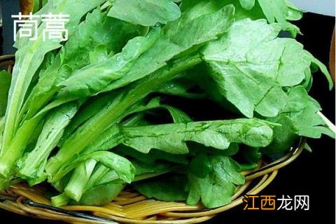 苦苣和苦菊、茼蒿、荠菜的区别是什么