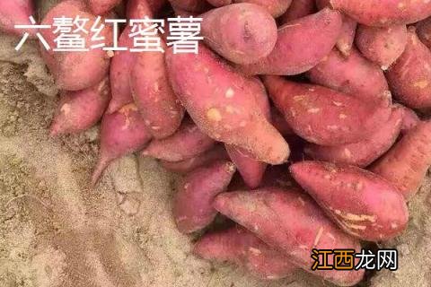 蜜薯是转基因的吗能吃吗 蜜薯是转基因的吗