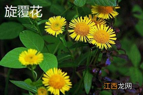 旋覆花与野菊花的区别是什么 旋覆花和旋花的区别