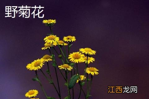 旋覆花与野菊花的区别是什么 旋覆花和旋花的区别