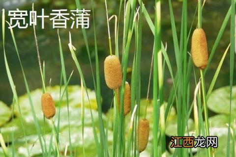 宽叶香蒲怎么种植 宽叶香蒲是象牙菜吗