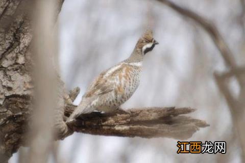 花尾榛鸡能吃吗 花尾榛鸡是保护动物吗