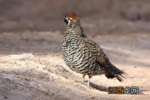 花尾榛鸡能吃吗 花尾榛鸡是保护动物吗