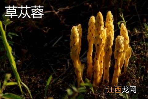 油苁蓉和肉苁蓉的区别是什么图片 油苁蓉和肉苁蓉的区别是什么