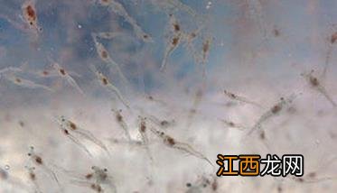 虾苗养殖方法与技术的几个关键环节 虾苗养殖技术视频