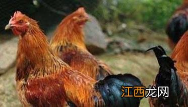 鸡传染性腺胃炎怎么治疗 鸡传染性腺胃炎的特点及治疗