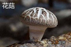 花菇和香菇的区别是什么意思 花菇和香菇的区别是什么