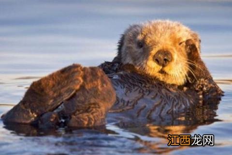 水獭为什么会拖人下水视频 水獭为什么会拖人下水