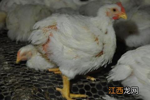 肉鸡每天吃料公式，通过计算合理投喂鸡饲料