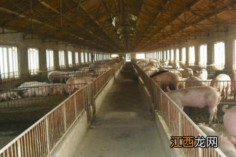 猪用针头使用对照表，附常见型号及长度