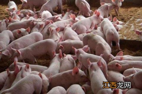 猪用针头使用对照表，附常见型号及长度