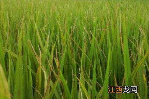 噻菌铜使用禁忌 噻霉酮使用禁忌