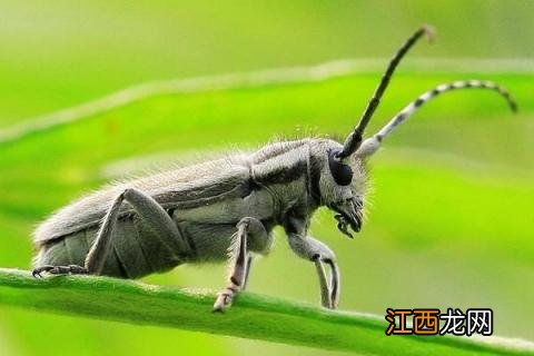 吡虫啉可以杀虫吗 吡虫啉能杀哪些害虫