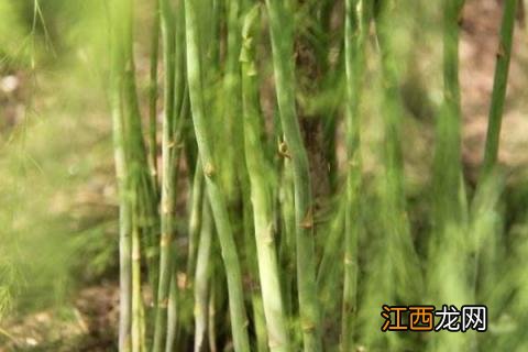 芦笋田除草专用 芦笋除草剂除草通的使用技术