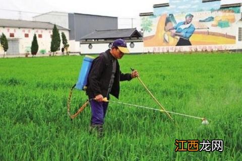 麦子除草剂什么时候打 麦苗除草剂什么时候打