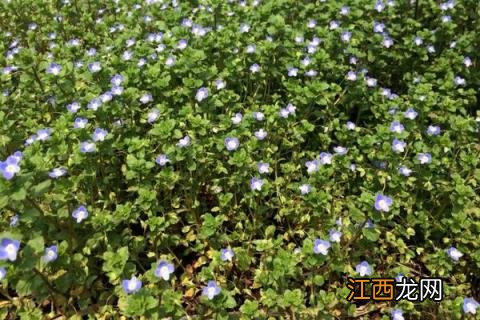 什么药对婆婆纳特效,除草剂中加入唑草酮效果好