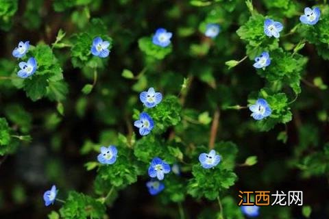 什么药对婆婆纳特效,除草剂中加入唑草酮效果好