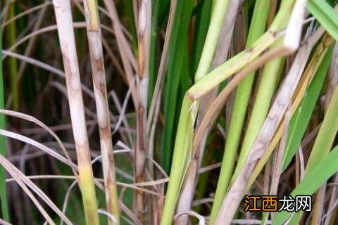 打纹枯病最好的药 纹枯病用什么药效果好