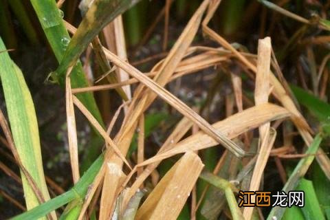 打纹枯病最好的药 纹枯病用什么药效果好