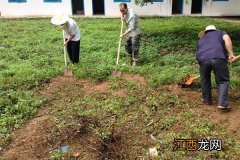 降解除草剂残留的办法 怎样解除除草剂残留