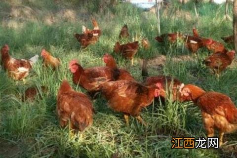 散养土鸡的养殖技术,加强管理,提高产蛋率和生长速度