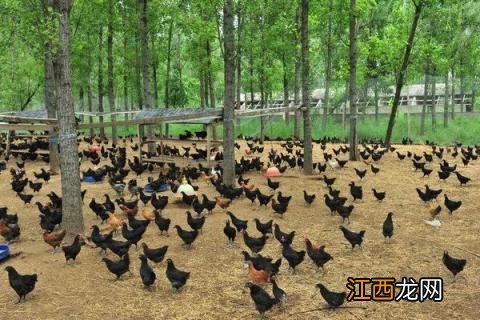 散养土鸡的养殖技术,加强管理,提高产蛋率和生长速度
