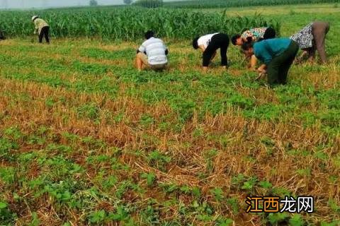 除草剂打了多久才安全 百度网盘 除草剂打了多久才安全