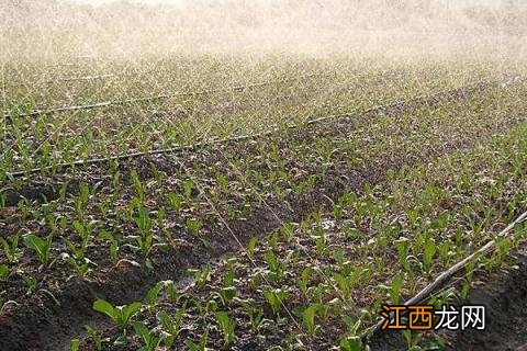 苯醚甲环唑会抑制生长吗 苯醚甲环唑对植物生长有抑制作用吗