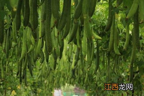 阿维高氯主要作用,防治蔬菜虫害和果树虫害