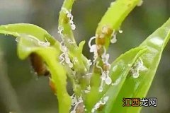 阿维高氯主要作用，防治蔬菜虫害和果树虫害