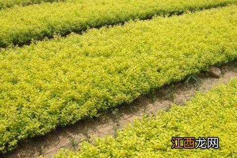 植物炭疽病用什么药治 植物炭疽病用什么药