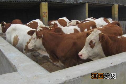 怎么判断牛是否生病了 怎么判断牛是不是生病了