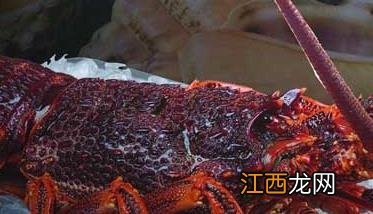 澳洲大龙虾养殖技术 澳洲大龙虾养殖技术视频