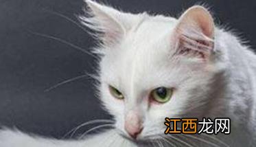 外国宠物猫品种 家猫品种－国外猫的主要品种有哪些