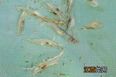 南美白对虾淡水养殖技术 南美白对虾淡水养殖技术资料视频