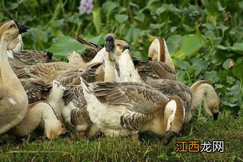 金定鸭养殖技术视频 金定鸭养殖技术