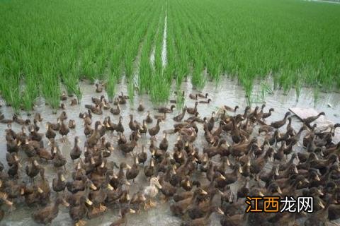 稻田养鸭一亩养几只 稻田鸭一亩可以养多少只