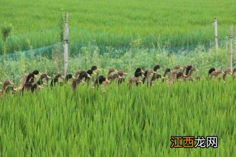 稻田养鸭一亩养几只 稻田鸭一亩可以养多少只