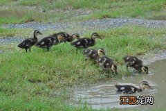 青头鸭养殖技术 青头鸭养殖技术视频