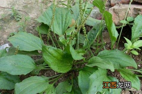 最好的中草药养猪配方 中草药养猪技术