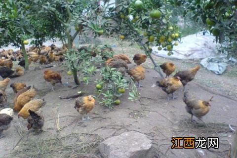果园养鸡密度 果园养鸡的密度是多少