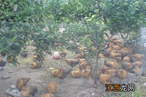 果园养鸡密度 果园养鸡的密度是多少
